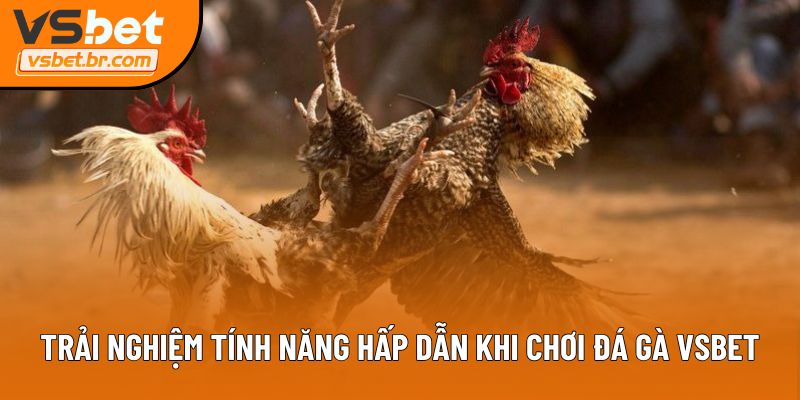 Trải nghiệm tính năng hấp dẫn khi chơi đá gà Vsbet