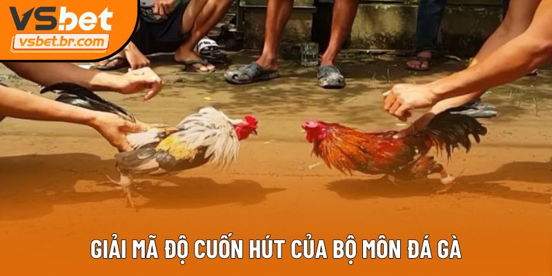 Giải mã độ cuốn hút của bộ môn đá gà