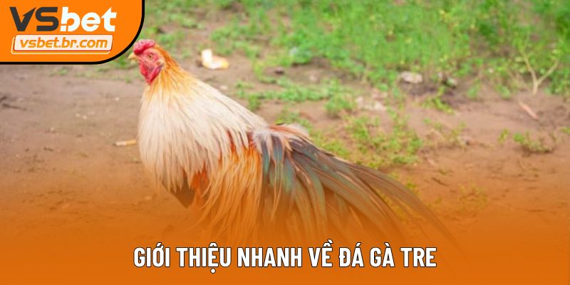 Giới thiệu nhanh về đá gà tre